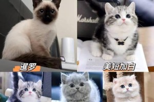 银渐层猫的饮食习惯及喜好（探索银渐层猫的饮食需求和喜好，为它们提供适宜的营养和满足）