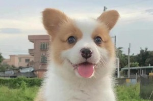 柯基犬价格及合理范围（了解柯基犬价格的关键信息）