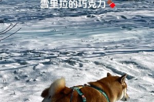 探讨狗狗便便臭味的原因及解决方法