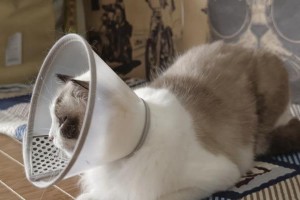 猫咪绝育，保护他们的健康（细说猫咪绝育攻略，宠物与主人共同关心）