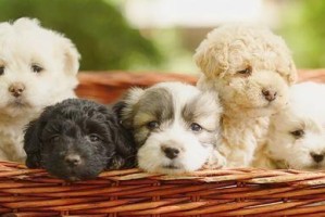 为什么刚到家的幼犬不能洗澡？（探究幼犬洗澡前需要考虑的问题）