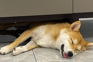 揭秘狗的状态（狗的状态如何影响我们的生活和情绪？）