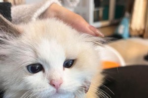 如何养护新买的幼猫？（关键的基础养护知识）