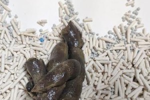 揭秘猫拉的屎（探索猫粪便的外观、气味和颜色，了解猫咪的健康状况）