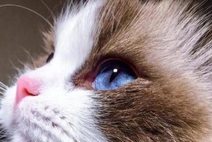 布偶猫的健康饮食，营养全面无忧（探究适合布偶猫的5种人类食物，越吃越健康）