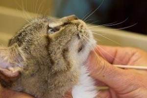 如何解决宠物以拳师犬有口臭问题（有效的口腔护理技巧）
