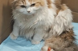 猫的妊娠周期及生产时间的研究（揭秘猫妈妈的孕育奇迹，了解猫宝宝的到来）