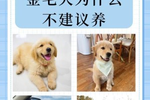 探寻金毛犬名字的奥秘（金毛犬的名字起源及命名技巧）