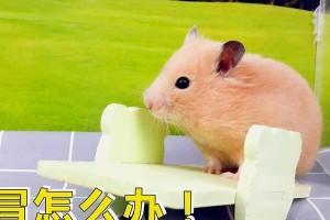 仓鼠感冒（了解仓鼠感冒的表现，保护你的宠物健康）