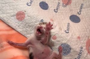 猫肚子变大的原因（探讨猫咪肚子鼓胀的常见原因与解决方法）