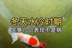 冬季小金鱼为何频繁死亡的原因（探索冬天是如何对小金鱼造成致命伤害的）