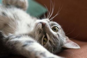 宠物猫咪家里异味怎么消除？（教你轻松处理宠物猫咪家里难闻的味道，让家居环境更加舒适）