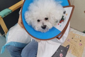 揭秘狗狗哼哼唧唧的含义（狗狗语言解读与沟通技巧）