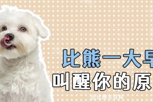 比熊的最佳喂养方式——合理的狗粮用量（掌握科学的喂养法，让比熊健康快乐）