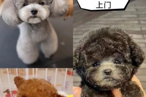 泰迪犬的价格大盘点（不同颜色的泰迪犬价格及特点一览）