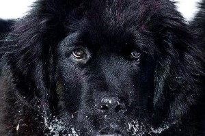 超大型犬品种及价格揭秘（探索市场上超大型犬的多样性和价格范围，帮助你选择适合的伙伴）