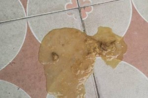 狗狗拉水了怎么办？快速缓解方法大揭秘！（针对狗狗拉水的药物治疗方案及注意事项）