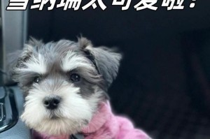 雪纳瑞的能耐与养护注意事项