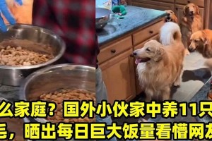 金毛幼犬的饮食需求与食量控制（探究金毛幼犬的理想食量以及饮食管理的关键）