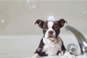 狗狗掉毛与洗澡有关系吗？（揭开狗狗掉毛的真相，避免错误的洗澡方式）