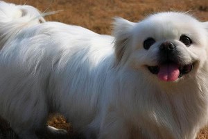 以京巴犬为宠物的饲养方法（详细了解如何为你的京巴犬提供最佳的照顾）