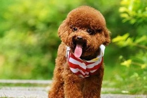 如何养护一个月龄的泰迪犬（以宠物为主，全面解析泰迪犬护理技巧）