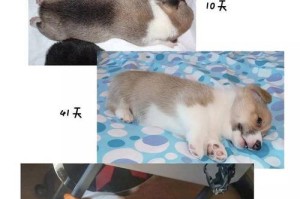 柯基价格的地域差异及选择双色或三色柯基的考虑