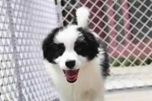边境牧羊犬拉稀应该怎么办？（详细介绍宠物边境牧羊犬拉稀原因及治疗方法）