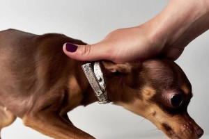 如何训练宠物狗狗跳靠（让狗狗成为萌萌哒跳跳犬，提升互动乐趣）