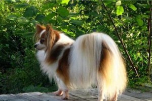 如何正确剪指甲给蝴蝶犬？（宠物犬的健康需求与指甲修剪的注意事项）