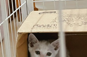 白色小猫咪的名字选择（如何为你的小猫咪选择一个合适的名字？）