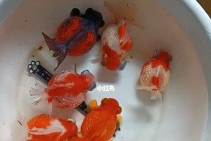 龙睛金鱼的独特之美（探索龙睛金鱼的起源、特征与养殖技巧）