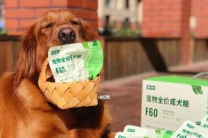 宠物狗狗食物卫生（如何保障宠物狗狗健康的饮食？）