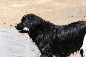 大型犬的成年标准（探讨大型犬什么时候才算成年，）