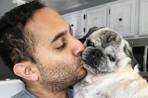 长期此类养法缩短巴哥犬寿命（巴哥犬）