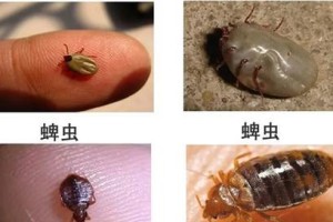 狗狗有虱子的症状及处理方法（了解狗狗虱子的常见症状和如何有效处理）
