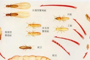 默氏蝴蝶鱼的全面饲养指南（学会如何照顾你的默氏蝴蝶鱼）