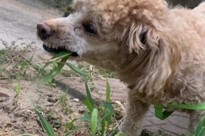 泰迪为何喜欢吃草？（揭开泰迪喜食草的谜团）