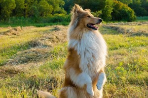 柯利牧羊犬的饲养之道