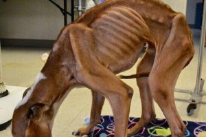 为什么狗狗不吃东西？（探究狗狗食欲不振的原因及解决办法）