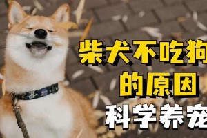 柴犬的饮食需求（科学合理的饮食是柴犬健康成长的关键）