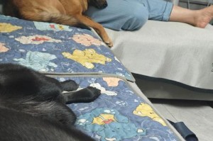 狗狗配后多久可以洗澡？（科学的洗澡频率对狗狗健康的重要性）