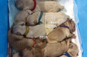 小狗配种后十二天的症状及处理方法（掌握这些关键症状，让你的小狗健康繁衍）