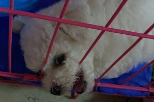 比熊为什么喜欢咬后腿？（解析比熊咬后腿行为的原因和意义）