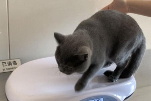 养一只英短蓝猫需要的花费是多少？（波波亚饲养消费总结）