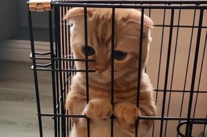 猫咪的零食上瘾问题（如何判断猫咪是否上瘾？探讨猫咪对零食的依赖程度）