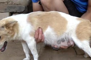狗怀孕多久可以进行流产？（了解狗犬流产时机及相关注意事项）