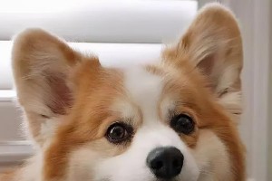禁食几天？！细解以柯基拉稀要禁食的正确方法（以宠物为主，保障宠物健康的正确方法）