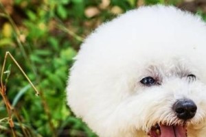 比熊犬饲养误区揭秘（避免这些错误，让比熊犬健康快乐成长）