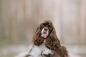 可卡犬毛发完全生长的时间及注意事项（了解可卡犬毛发生长周期，让它们拥有最佳护理）